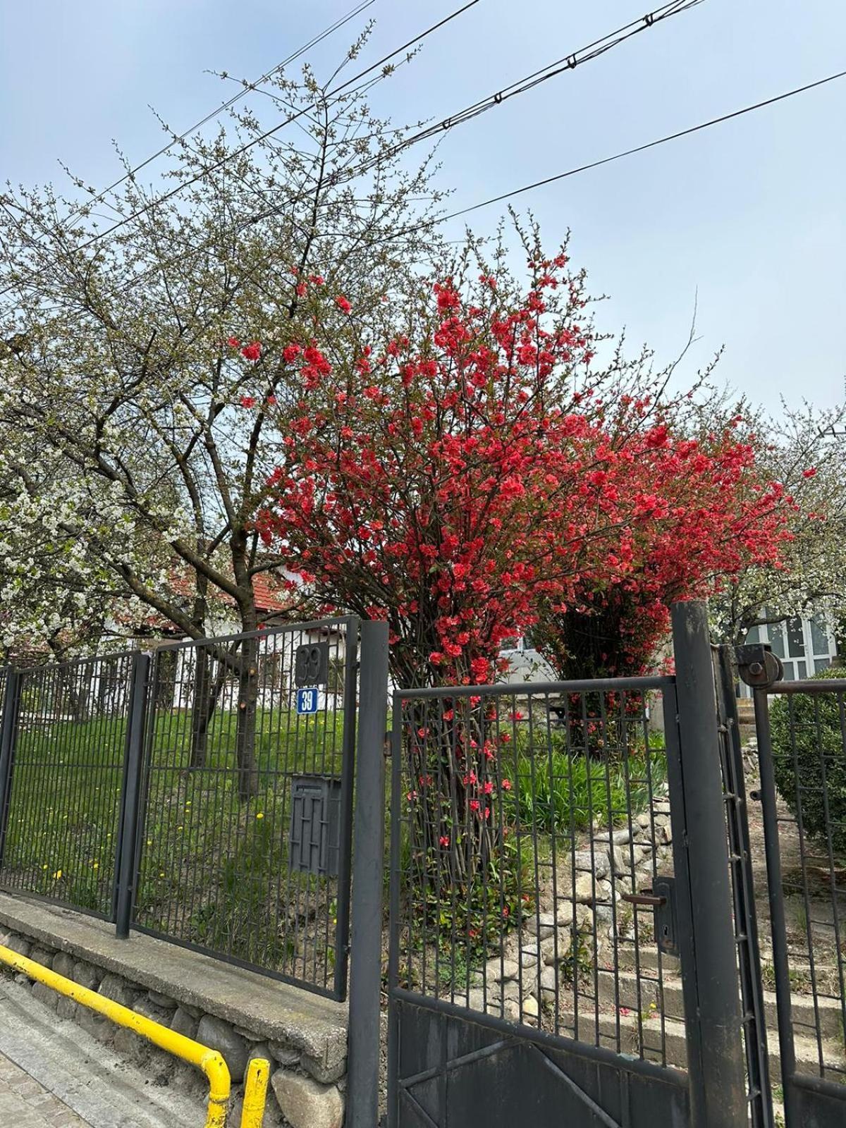 Vila Casa Eroilor Curtea de Argeş Exteriér fotografie
